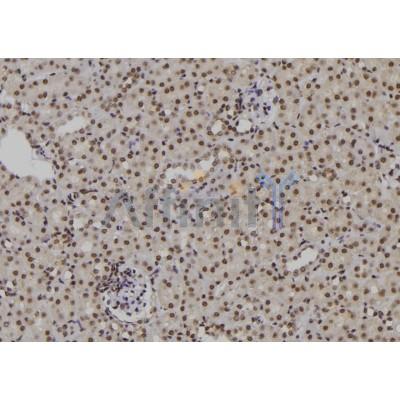 POLH Antibody - DF6646 at 1/100 staining Mouse kidney tissue by IHC-P.