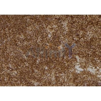 UAP1 Antibody - DF6843 at 1/100 staining Mouse spleen tissue by IHC-P.