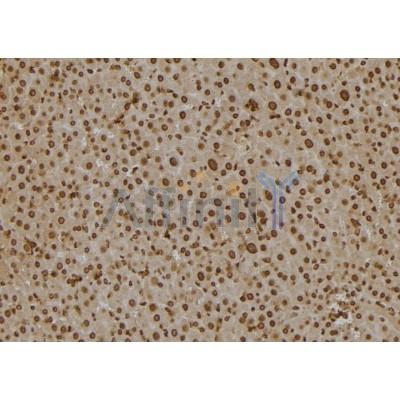SCCPDH Antibody - DF6871 at 1/100 staining Mouse liver tissue by IHC-P.