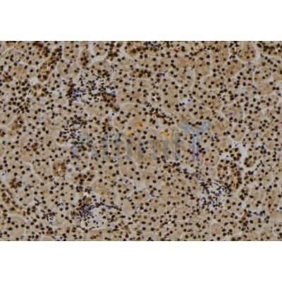 HMGB1 Antibody - DF7008 at 1/100 staining Mouse kidney tissue by IHC-P.
