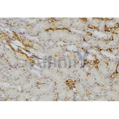 LAMP1 Antibody - DF7033 at 1/100 staining human kidney tissue by IHC-P.