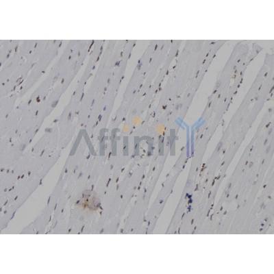 NEUROG3 Antibody - DF7077 at 1/100 staining Mouse heart tissue by IHC-P.