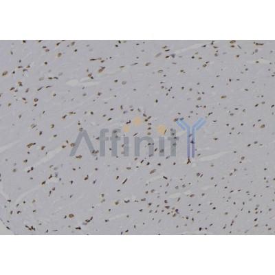 MCM4 Antibody - DF7146 at 1/100 staining Rat heart tissue by IHC-P.