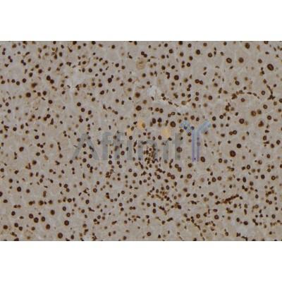 SMARCE1 Antibody - DF7301 at 1/100 staining Mouse liver tissue by IHC-P.