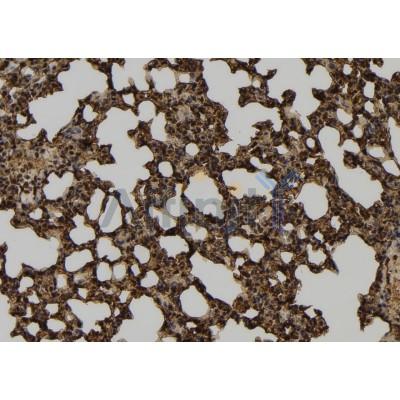 DLD Antibody - DF7322 at 1/100 staining Mouse lung tissue by IHC-P.