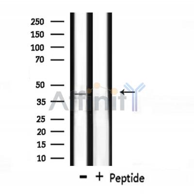 Wnt7a Antibody - Western blot analysis of extracts from mouse brain, using WNT7A Antibody.