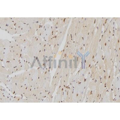 LBR Antibody - DF7356 at 1/100 staining Mouse heart tissue by IHC-P.