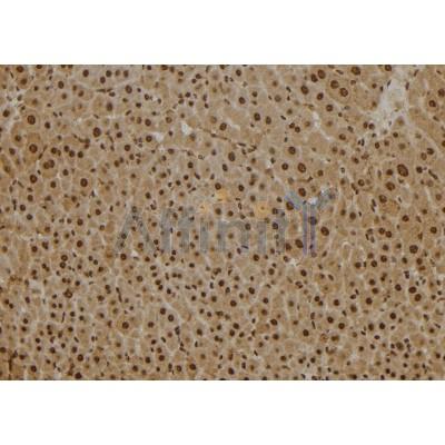 PSMB2 Antibody - DF7365 at 1/100 staining Mouse liver tissue by IHC-P.