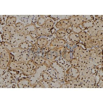 CRYBB2 Antibody - DF7406 at 1/100 staining Rat kidney tissue by IHC-P.