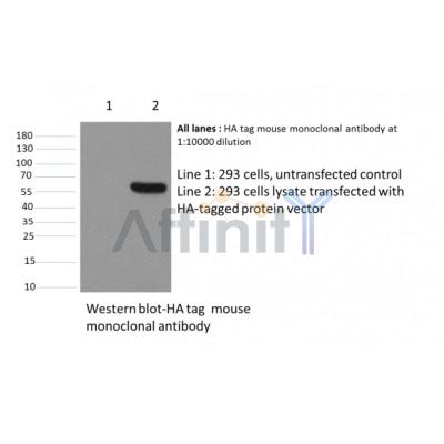 HA-Tag Antibody - Western blot analysis of HA-Tag Mouse Monoclonal Antibody expression in HA-tag fusion protein
 sample.