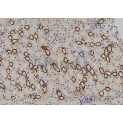 NBPF4 Antibody - DF2215 at 1/100 staining Mouse kidney tissue by IHC-P.