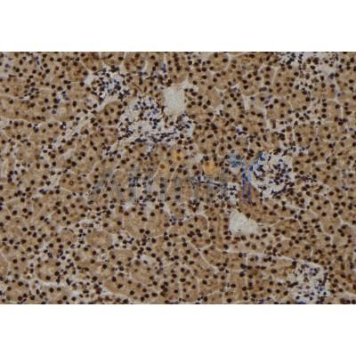CENPF Antibody - DF2310 at 1/100 staining Mouse kidney tissue by IHC-P.