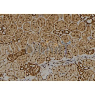 DIRC1 Antibody - DF2442 at 1/100 staining Rat kidney tissue by IHC-P.