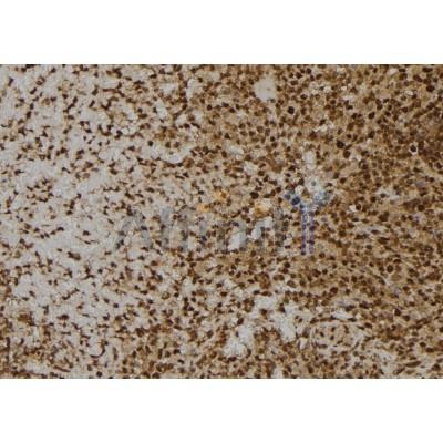 MANS1 Antibody - DF2470 at 1/100 staining Human spleen tissue by IHC-P.