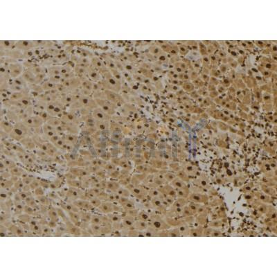 FAIM1 Antibody - DF2492 at 1/100 staining Mouse liver tissue by IHC-P.