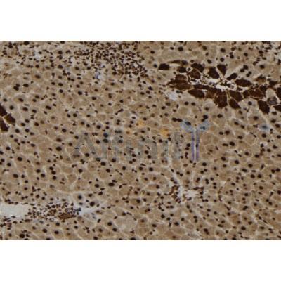 IL16 Antibody - DF2522 at 1/100 staining Mouse liver tissue by IHC-P.