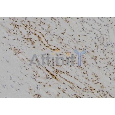 JAD1D Antibody - DF2548 at 1/100 staining Human kidney tissue by IHC-P.