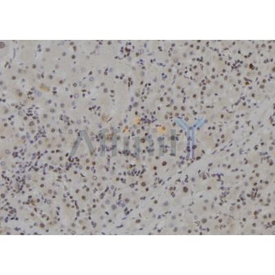 MCM9 Antibody - DF2574 at 1/100 staining Human liver tissue by IHC-P.