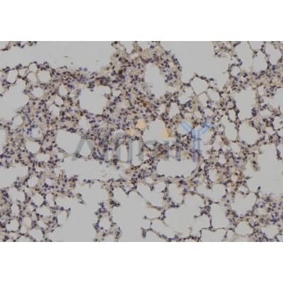 PAX1 Antibody - DF2604 at 1/100 staining Mouse lung tissue by IHC-P.