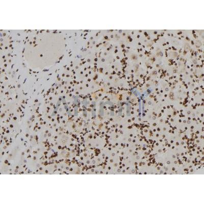 GPR128 Antibody - DF2722 at 1/100 staining Human liver tissue by IHC-P.