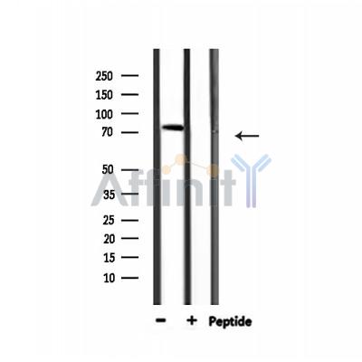 AKAP2 Antibody - Western blot analysis of extracts from 293, using AKAP2 Antibody.