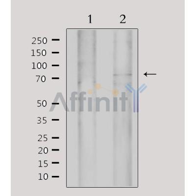 MYST2 Antibody - Western blot analysis of extracts from 293, using MYST2 Antibody.