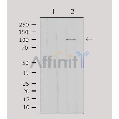 GTF3C2 Antibody - Western blot analysis of extracts from HepG2, using GTF3C2 Antibody.
