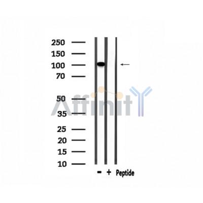 GTF3C2 Antibody - Western blot analysis of extracts from 293, using GTF3C2 Antibody.