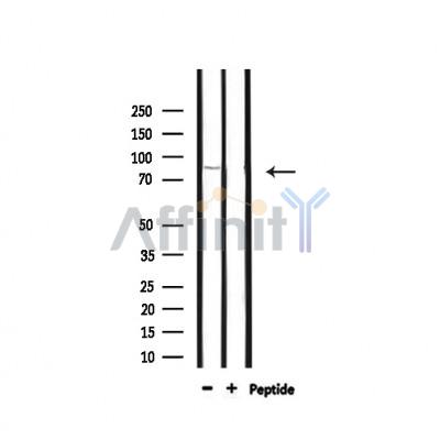 DMC1 Antibody - Western blot analysis of extracts from 293, using DMC1 Antibody.