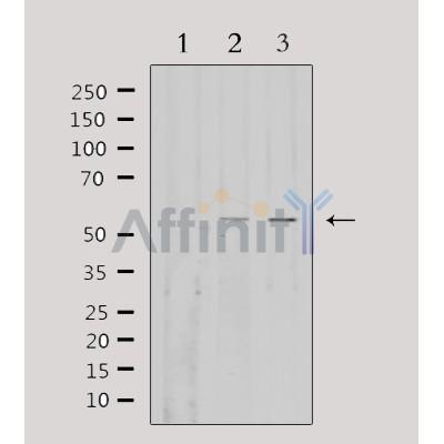 EFEMP1 Antibody - Western blot analysis of extracts from various samples, using EFEMP1 Antibody.