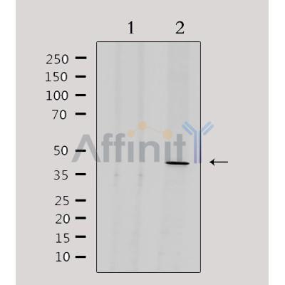 ENDOGL1 Antibody - Western blot analysis of extracts from 293, using ENDOGL1 Antibody.