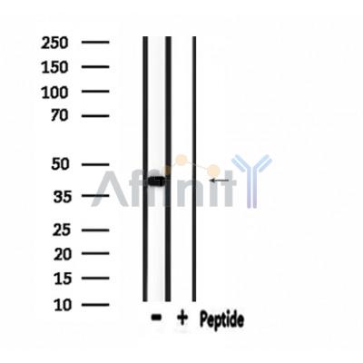 MRPL39 Antibody - Western blot analysis of extracts from Hela, using MRPL39 Antibody.