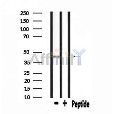 MOT13 Antibody - Western blot analysis of extracts from HepG2, using MOT13 Antibody.