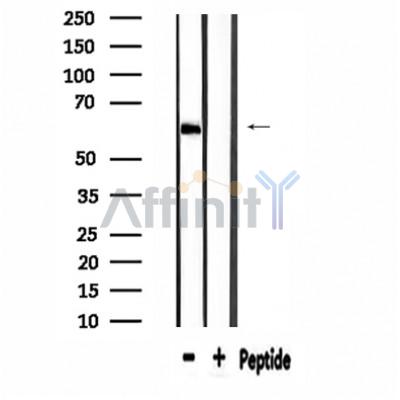 MEGF9 Antibody - Western blot analysis of extracts from Hela, using MEGF9 Antibody.