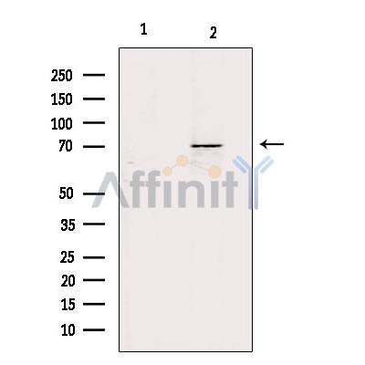 ZP1 Antibody - Western blot analysis of extracts from mouse kidney, using ZP1 Antibody.