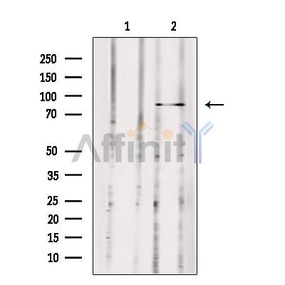 MX2 Antibody - Western blot analysis of extracts from 293, using MX2 Antibody.