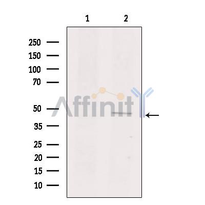 GPR135 Antibody - Western blot analysis of extracts from mouse kidney, using GPR135 Antibody.