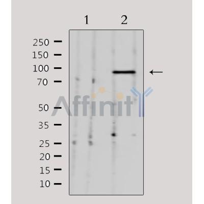 NEDD9 Antibody - Western blot analysis of extracts from 293, using NEDD9 Antibody.