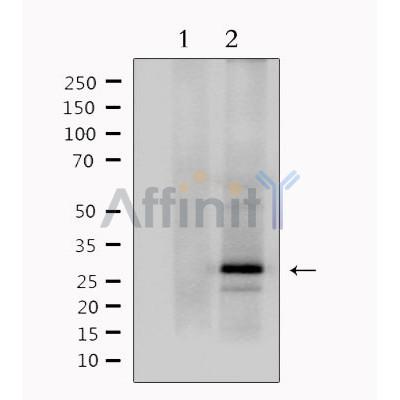 MOG Antibody - Western blot analysis of extracts from mouse brain, using MOG Antibody.