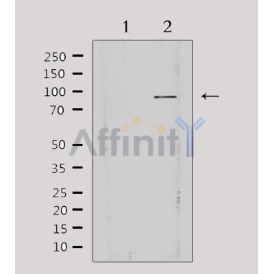 AKAP3 Antibody - Western blot analysis of extracts from HepG2, using AKAP3 Antibody.