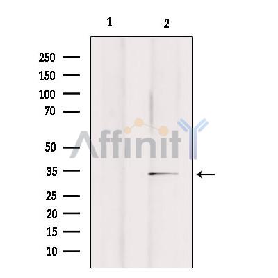 OR2A25 Antibody - Western blot analysis of extracts from rat brain, using OR2A25 Antibody.