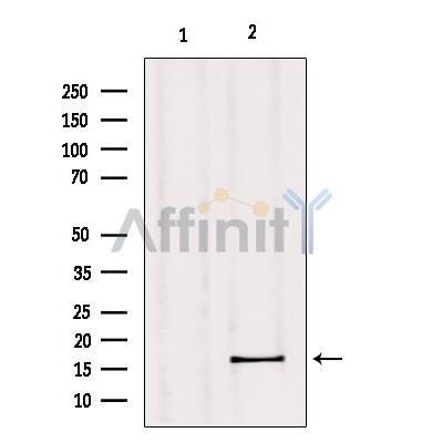 GPSM3 Antibody - Western blot analysis of extracts from mouse muscle, using GPSM3 Antibody.