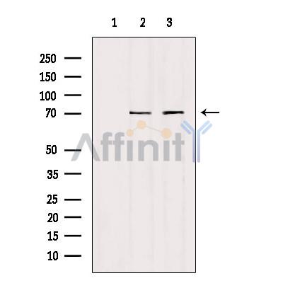HGFAC Antibody - Western blot analysis of extracts from various samples, using HGFAC Antibody.