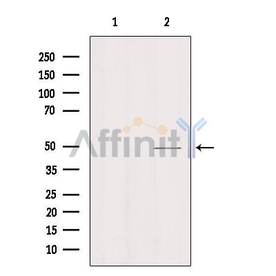 MOT11 Antibody - Western blot analysis of extracts from hybridoma cells, using MOT11 Antibody.