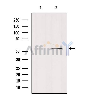 MOT6 Antibody - Western blot analysis of extracts from mouse brain, using MOT6 Antibody.