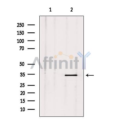 PLSCR2 Antibody - Western blot analysis of extracts from mouse brain, using PLSCR2 Antibody.