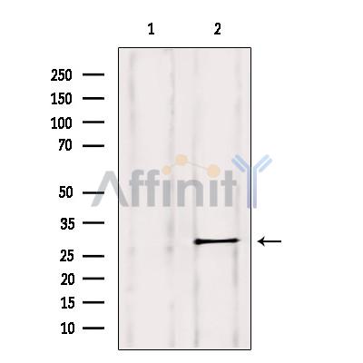 Rab11B Antibody - Western blot analysis of extracts from HepG2, using Rab 11B Antibody.