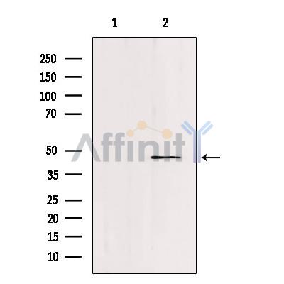 FOXN2 Antibody - Western blot analysis of extracts from hybridoma cells, using FOXN2 Antibody.