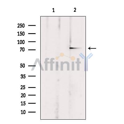 ABCB10 Antibody - Western blot analysis of extracts from rat brain, using ABCB10 Antibody.