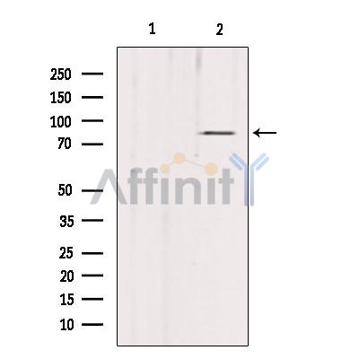 PDXDC1 Antibody - Western blot analysis of extracts from mouse brain, using PDXDC1 Antibody.